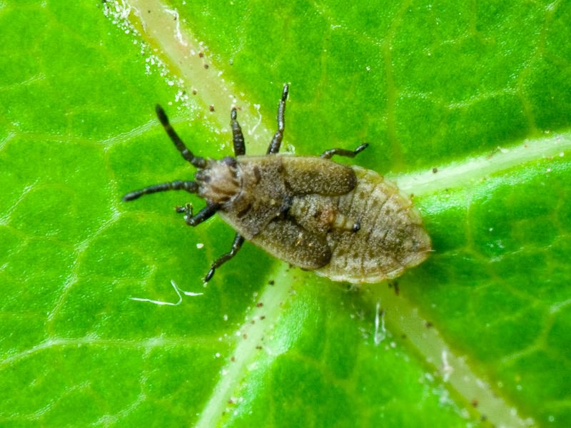 Agramma fallax (Horváth, 1906)